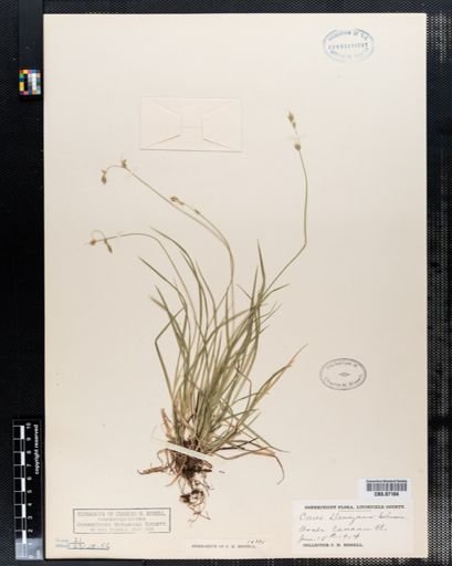 Carex deweyana