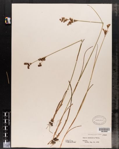 Juncus