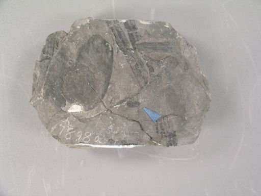Cardiocarpon samaraeforme