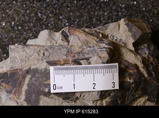 Baculites sp.