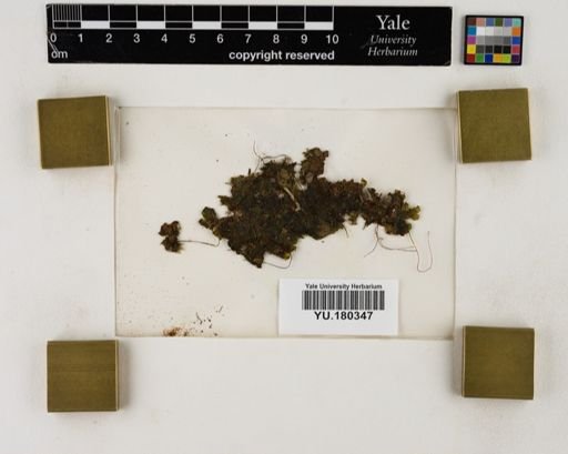 Plantae