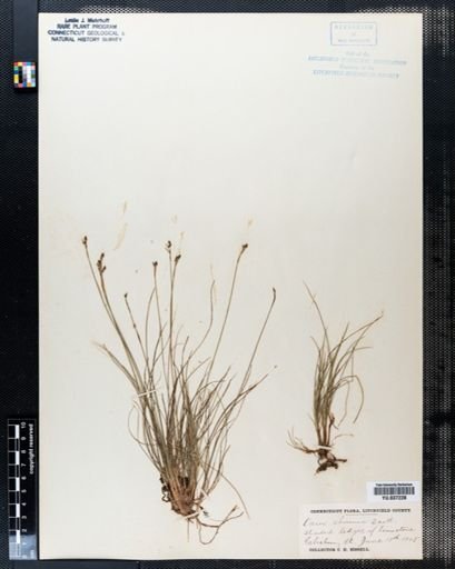 Carex eburnea