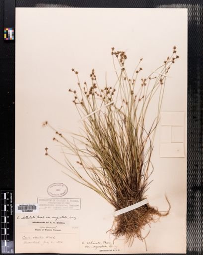 Carex angustior