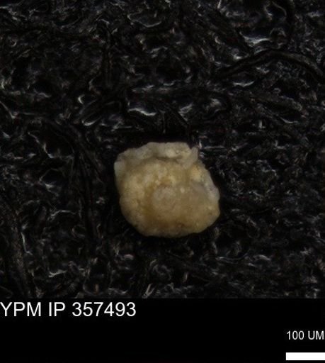 undet. Foraminiferida