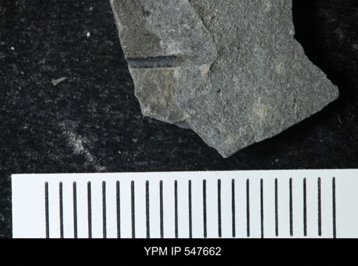 Problematica