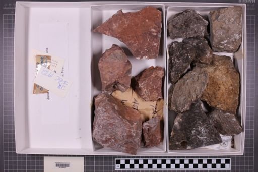 mixed taxa, stratigraphic collection