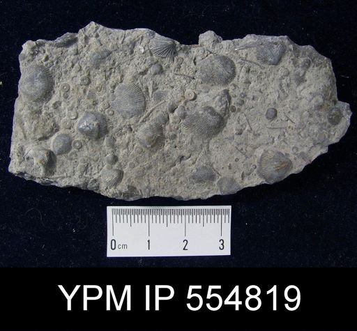 Rhipidomella uberis