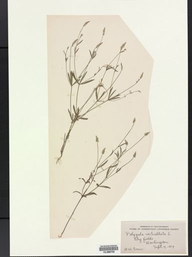 Polygala verticillata
