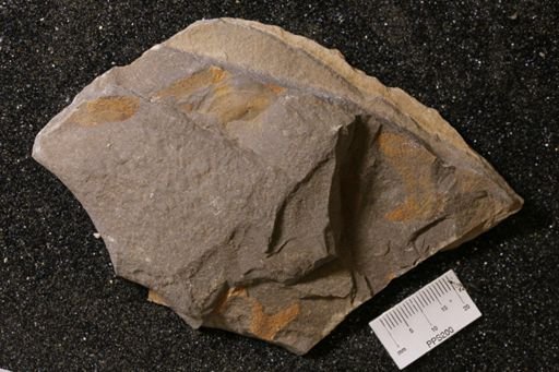 Bryozoa