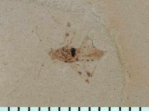 undet. Heteroptera