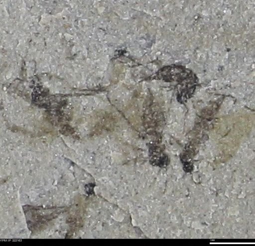 undet. Insecta