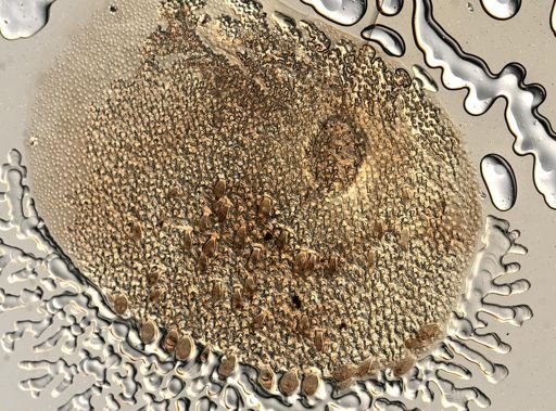 Lagisca floccosa