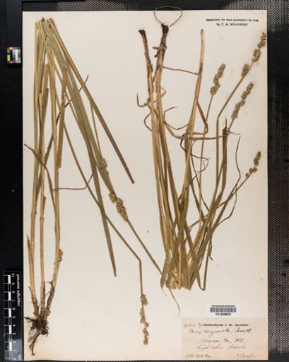 Carex conjuncta