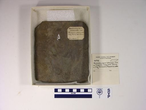 Anchisauripus hitchcocki