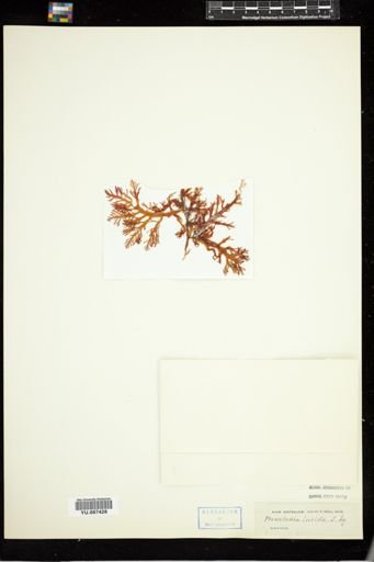 Pterocladia lucida