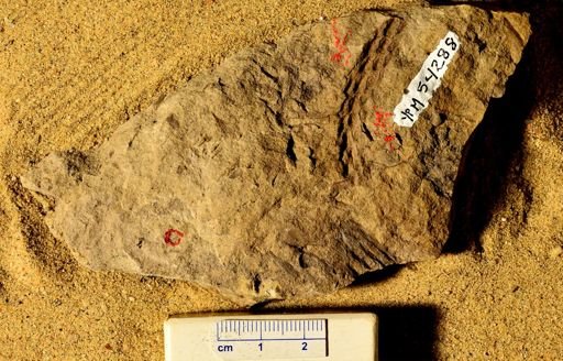 Lepidodendron sp.
