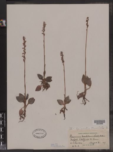 Epipactis tesselata