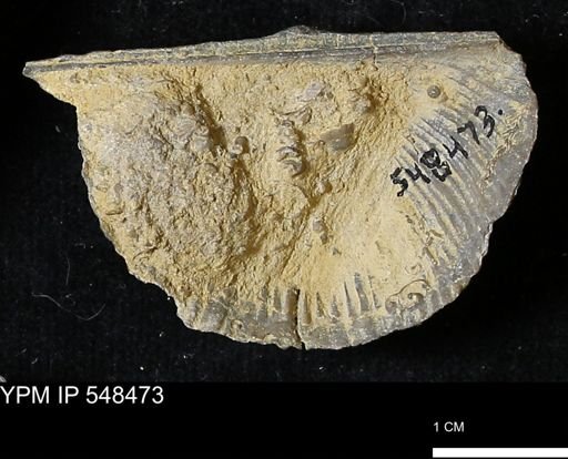 Stropheodonta kemperi