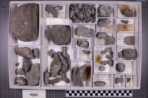 mixed taxa, stratigraphic collection