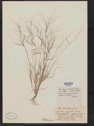 Aristida oligantha