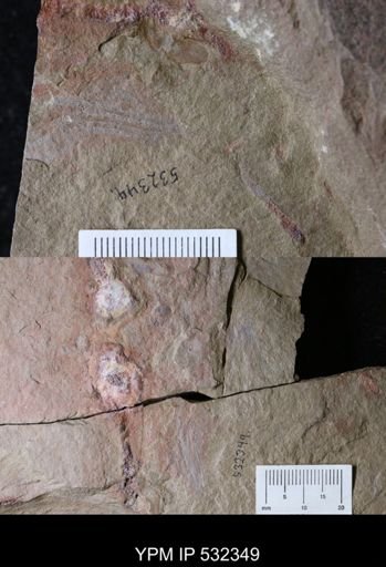 undet. Arthropoda
