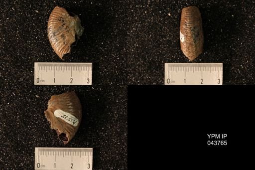 Hoploscaphites nicolletii