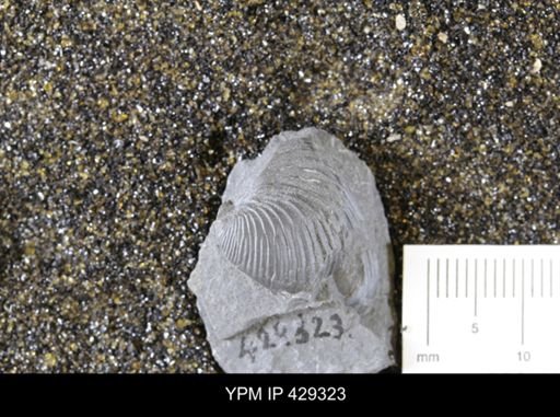 Grammysioidea arcuata