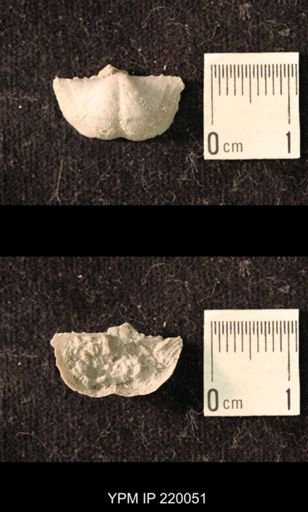 Chonetina flemingi alata
