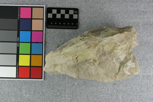 Eporeodon major