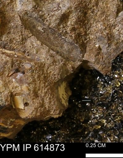 Dentalium?