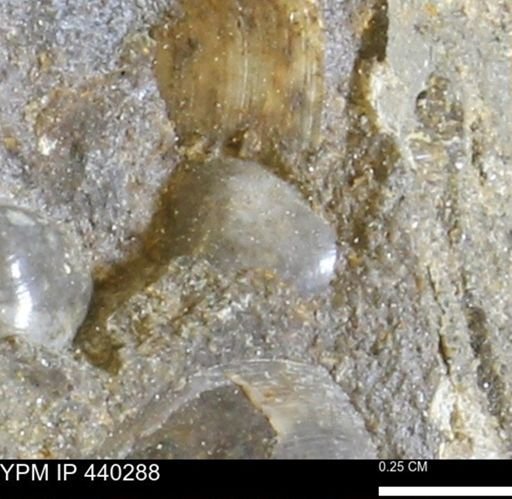Protocardia subquadrata