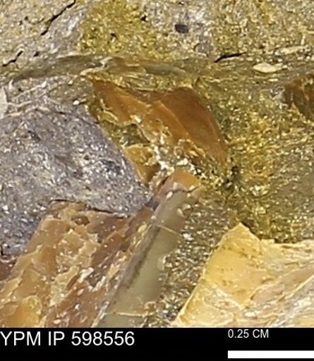 Inoceramus sp.