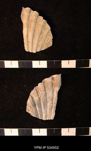 Chesapecten nefrens