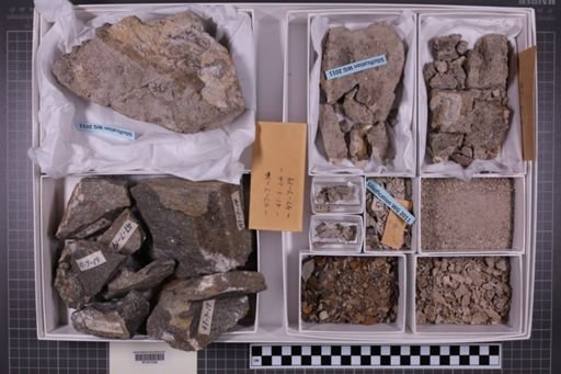 mixed taxa, stratigraphic collection