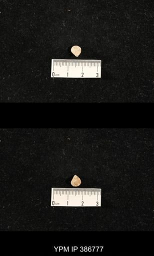 Streptorhynchus pyramidale?