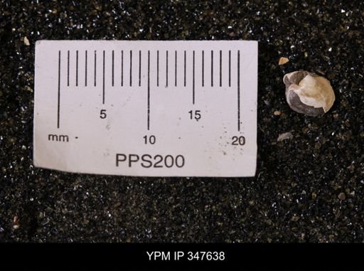 Limopsis striatopunctatus