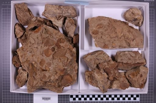 mixed taxa, stratigraphic collection