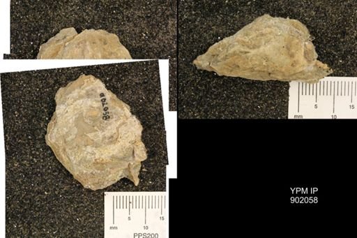 undet. Ammonoidea
