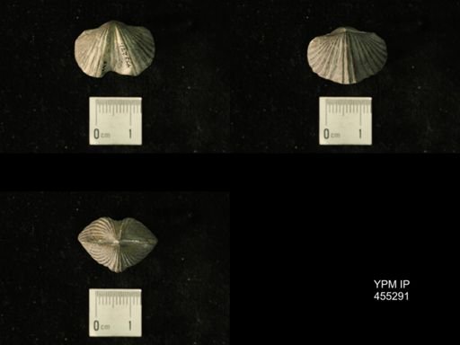 Platystrophia regularis
