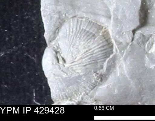 Devonochonetes scitulus