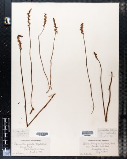Spiranthes gracilis