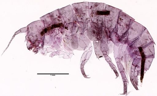 Hyalella cf. azteca
