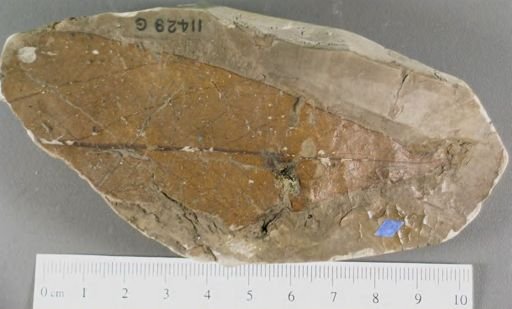 Andromeda latifolia