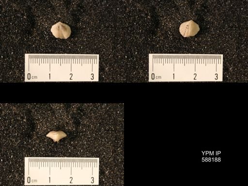 Zygospira modesta