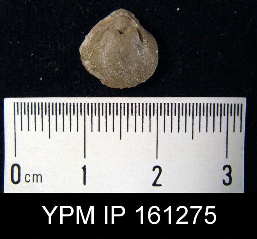 Dinobolus laurentia