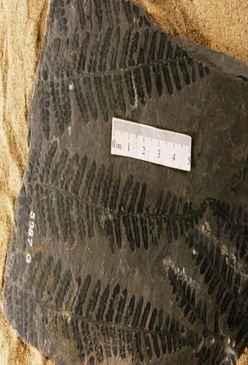 Alethopteris shawneensis