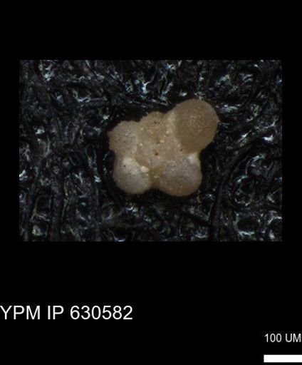 undet. Rugoglobigerinidae