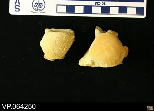undet. Mosasauridae