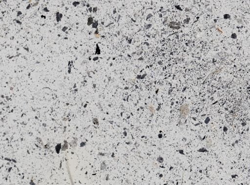 Giardia lamblia