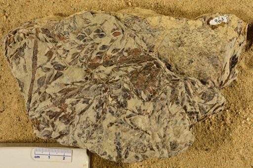 Triphyllopteris rarinervis